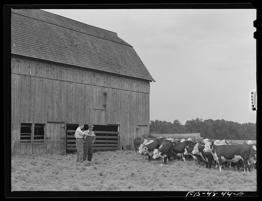 Bridgeton, New Jersey. Seabrook Farms. John Seabrook with a division manager looking over a herd of beef cattle