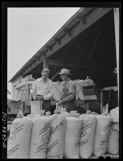 Bridgeton, New Jersey. Seabrook Farms. John Seabrook inspecting seed