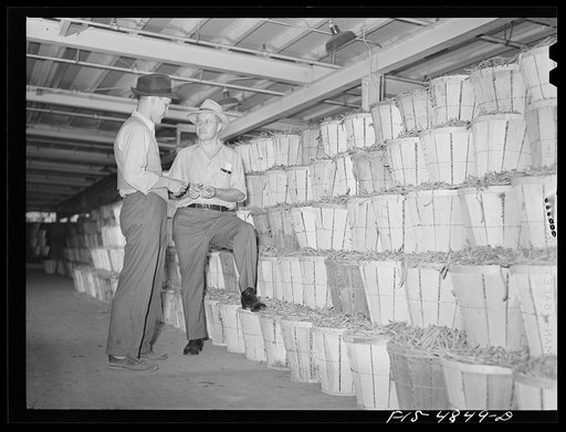 Bridgeton, New Jersey. Seabrook Farms. Belford Seabrook checking snap beans entering canning and packing plant