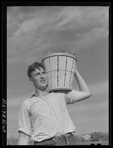 Bridgeton, New Jersey. Seabrook Farms. Field worker with a basket of snap beans
