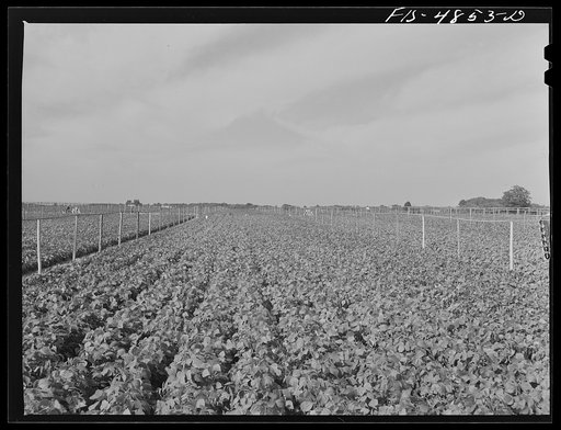 Bridgeton, New Jersey. Seabrook Farms. One of the large bean fields with irrigation pipes which extend its length