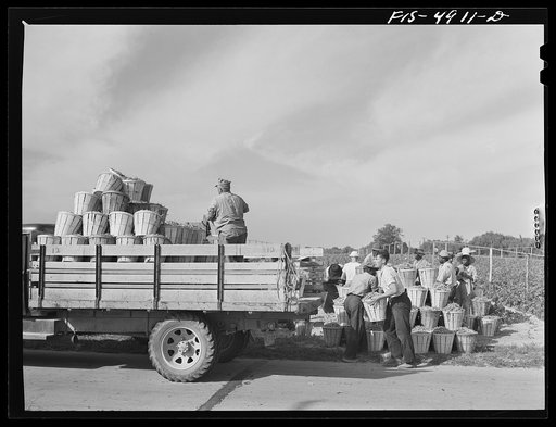 Bridgeton, New Jersey. Seabrook Farms. Loading beans for the cannery