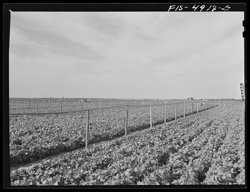 Bridgeton, New Jersey. Seabrook Farms. Irrigated bean field