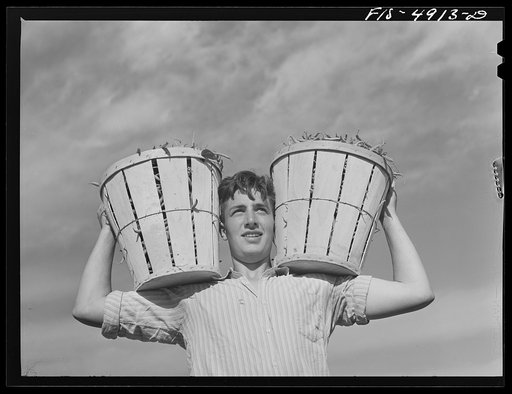 Bridgeton, New Jersey. Seabrook Farms. Field worker with a basket of beans
