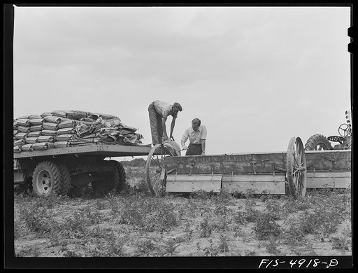 Bridgeton, New Jersey. Seabrook Farms. John Seabrook supervising spreading of fertilizer
