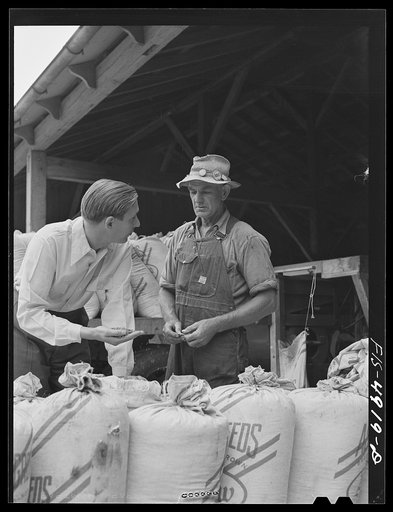 Bridgeton, New Jersey. Seabrook Farms. John Seabrook examining seeds before planting
