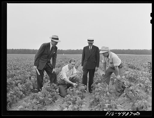 Bridgeton, New Jersey. Seabrook Farms. Mr. Seabrook and his sons in a bean field
