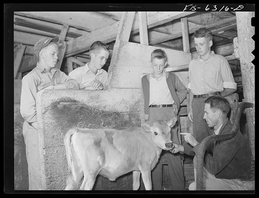Vernon County, Wisconsin. Robert Saugstad and other boys in a Future Farmers of America (FFA) group examining a calf in the Saugstad farm