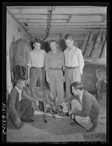 Untitled photo, possibly related to: Vernon County, Wisconsin. Robert Saugstad and other boys in a Future Farmers of America (FFA) group examining a calf in the Saugstad farm