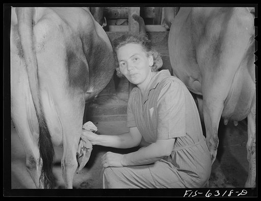 Untitled photo, possibly related to: Vernon County, Wisconsin. Mrs. Saugstad is the winner of a milking contest