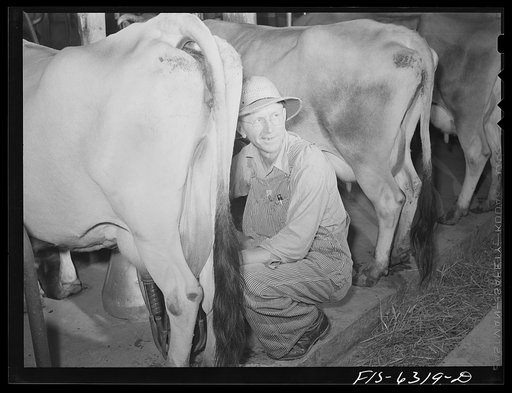 Vernon County, Wisconsin. Eddie Saugstad attaching an electric milking machine to a cow