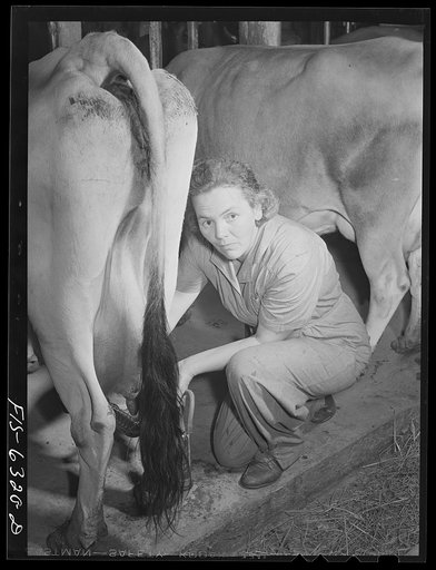 Untitled photo, possibly related to: Vernon County, Wisconsin. Mrs. Saugstad is the winner of a milking contest