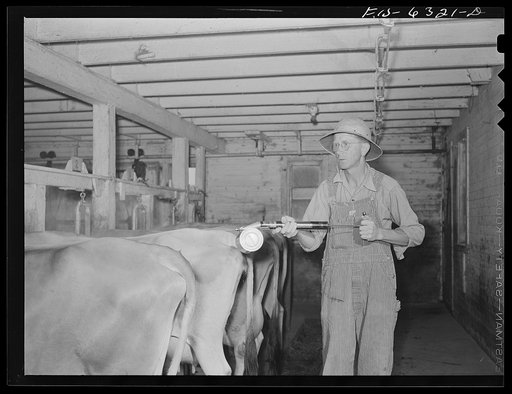 Vernon County, Wisconsin. Eddie Saugstad spraying the barn to kill flies before milking