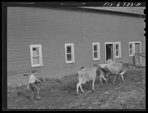 Untitled photo, possibly related to: Vernon County, Wisconsin. Mrs. Saugstad and Teddy driving the cows into the barn for milking