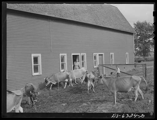 Vernon County, Wisconsin. Mrs. Saugsted and Teddy driving the cows into the barn for milking