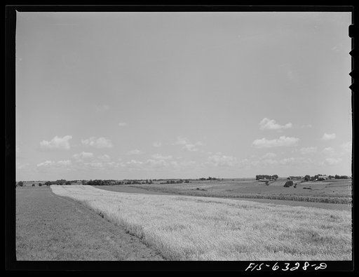 Vernon County, Wisconsin. Strip cropping on Saugstad farm