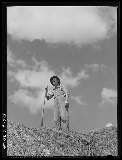 Untitled photo, possibly related to: Vernon County, Wisconsin. Edward Saugstad on haystack surveying 160 acre farm his grandfather homesteaded in 1860