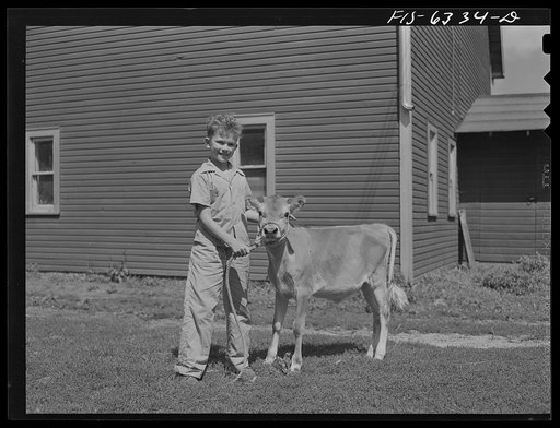 Vernon County, Wisconsin. Teddy Saugstad with a 4-H Club calf