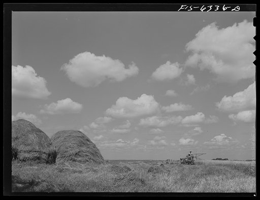 Vernon County, Wisconsin. Harvesting wheat on the Saugstad farm