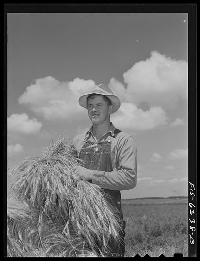 Vernon County, Wisconsin. Alton Lee, hired hand, with shock of wheat