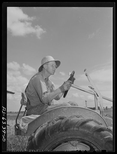 Vernon County, Wisconsin. Ed Saugstad driving a tractor during the wheat harvest