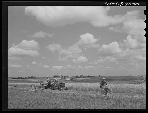 Vernon County, Wisconsin. Harvesting wheat on the Saugstad farm