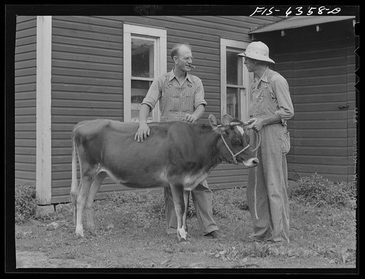 Vernon County, Wisconsin. Saugstad selling a registered Jersey heifer to his neighbor
