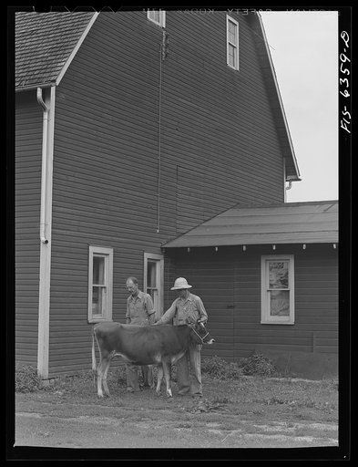 Untitled photo, possibly related to: Vernon County, Wisconsin. Saugstad selling a registered Jersey heifer to his neighbor