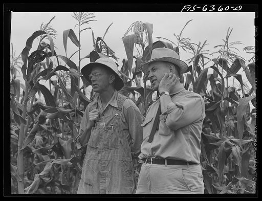 Vernon County, Wisconsin. Edward Saugstad and the county agent examining corn crop
