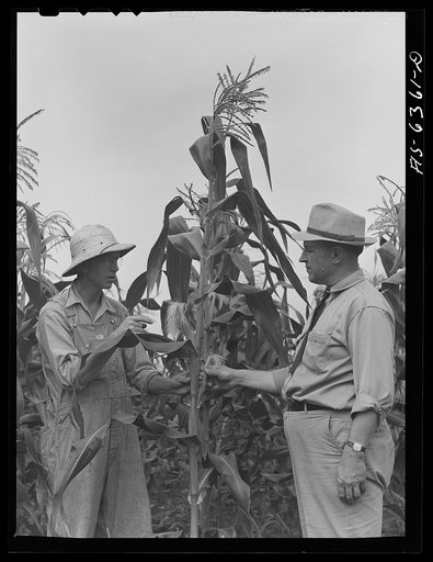 Untitled photo, possibly related to: Vernon County, Wisconsin. Edward Saugstad and the county agent examining corn crop