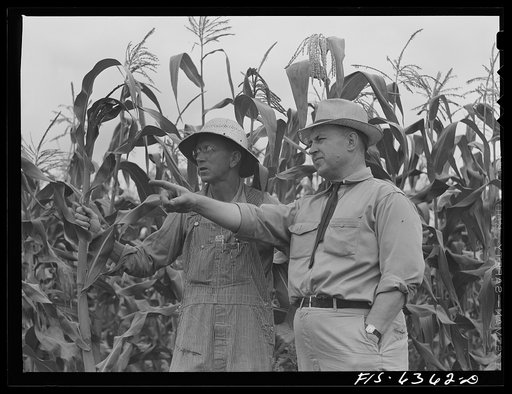 Untitled photo, possibly related to: Vernon County, Wisconsin. Edward Saugstad and the county agent examining corn crop