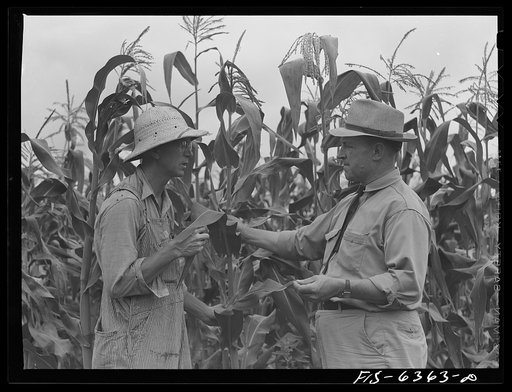 Vernon County, Wisconsin. Edward Saugstad and the county agent examining corn crop
