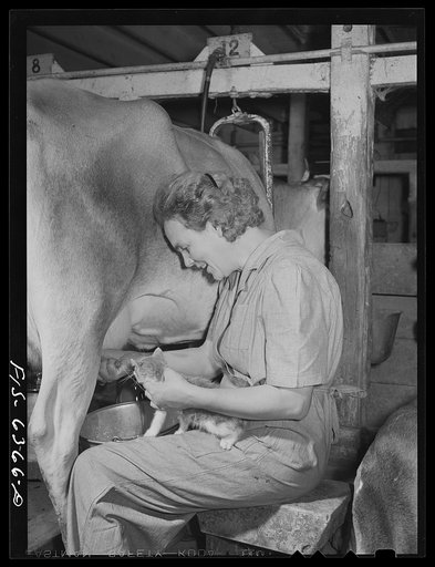 Vernon County, Wisconsin. Edward Saugstad and pet kitten