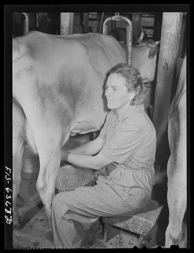 Vernon County, Wisconsin. Mrs. Saugstad is the winner of a milking contest