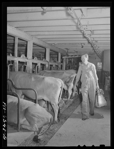 Untitled photo, possibly related to: Vernon County, Wisconsin. Edward Saugstad with an automatic milking machine