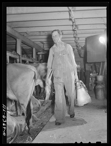 Vernon County, Wisconsin. Edward Saugstad with an automatic milking machine