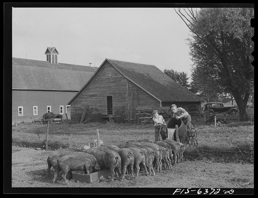 Vernon County, Wisconsin. Robert and Teddy Saugstad feeding the whey returned by the creamery to the hogs