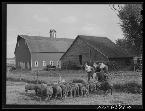 Untitled photo, possibly related to: Vernon County, Wisconsin. Robert and Teddy Saugstad feeding the whey returned by the creamery to the hogs