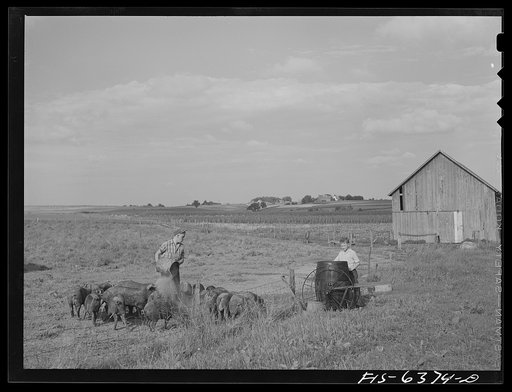 Vernon County, Wisconsin. Feeding the hogs on the Saugstad farm