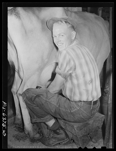 Untitled photo, possibly related to: Vernon County, Wisconsin. Robert Saugstad milking one of the twenty-three registered Jersey cows