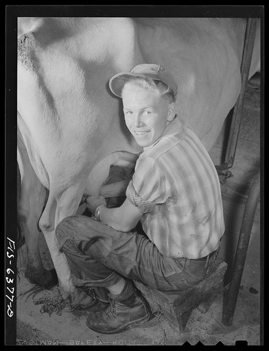 Vernon County, Wisconsin. Robert Saugstad milking one of the twenty-three registered Jersey cows