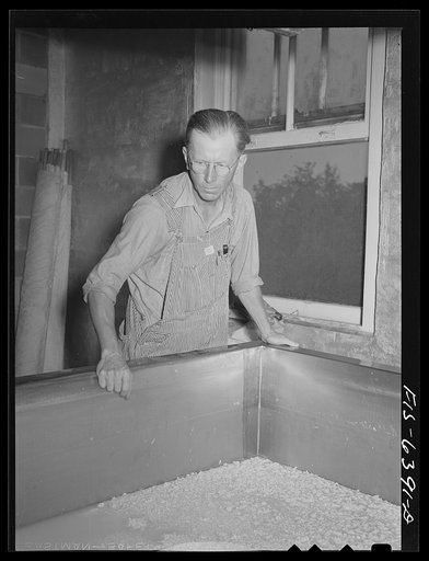 Westby, Vernon County, Wisconsin. Edward Saugstad watching cheese manufacturing at the cooperative creamery