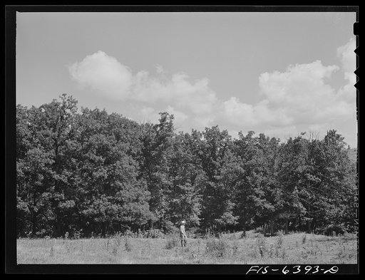 Vernon County, Wisconsin. Edward Saugstad looking over part of his wood lot