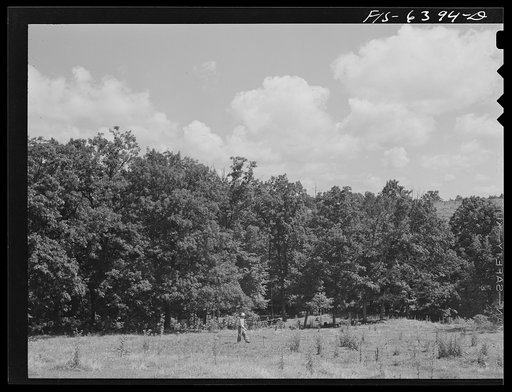 Untitled photo, possibly related to: Vernon County, Wisconsin. Edward Saugstad looking over part of his wood lot