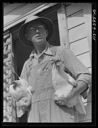 Vernon County, Wisconsin. Saugstad with poultry