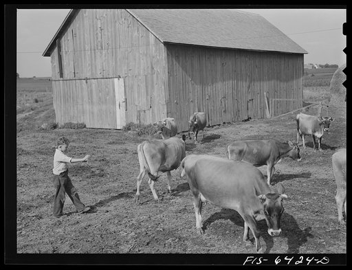 Untitled photo, possibly related to: Vernon County, Wisconsin. Feeding the hogs on the Saugstad farm