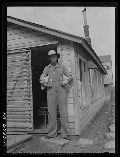 Untitled photo, possibly related to: Vernon County, Wisconsin. Saugstad with poultry