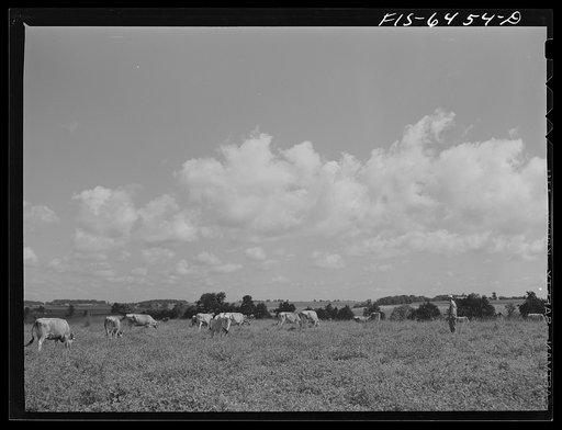 Untitled photo, possibly related to: Vernon County, Wisconsin. Saugstad with some of his forty-two head of registered Jerseys
