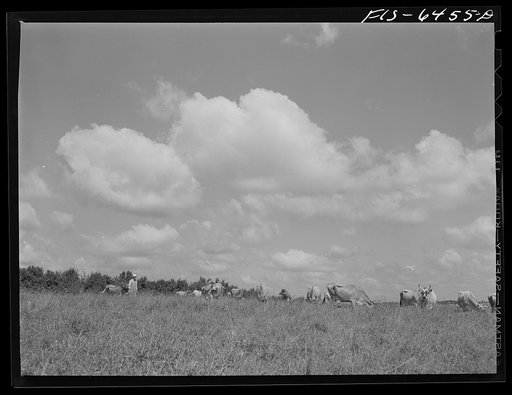 Vernon County, Wisconsin. Saugstad with some of his forty-two head of registered Jerseys