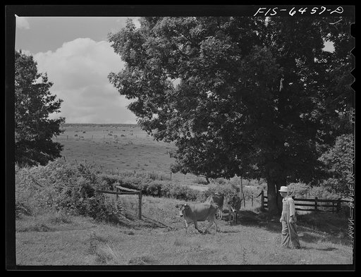 Vernon County, Wisconsin. Eddie Saugstad pasturing cows